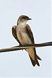 Brown-chested Martin